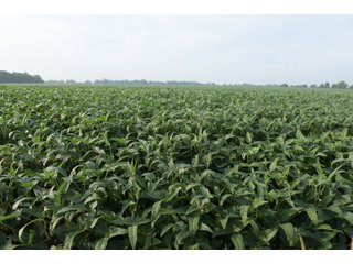 Property photo 91 - LAND AUCTION 736+/- ACRES OFFERED IN 14 TRACTS IN MONTGOMERY COUNTY, ILLINOIS