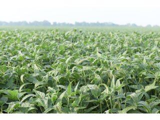 Property photo 92 - LAND AUCTION 736+/- ACRES OFFERED IN 14 TRACTS IN MONTGOMERY COUNTY, ILLINOIS