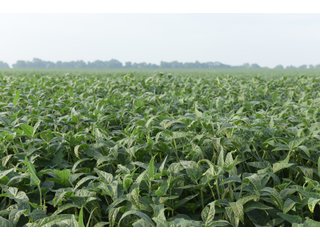 Property photo 93 - LAND AUCTION 736+/- ACRES OFFERED IN 14 TRACTS IN MONTGOMERY COUNTY, ILLINOIS