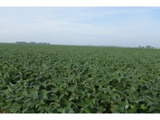Property photo 97 - LAND AUCTION 736+/- ACRES OFFERED IN 14 TRACTS IN MONTGOMERY COUNTY, ILLINOIS