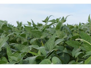 Property photo 98 - LAND AUCTION 736+/- ACRES OFFERED IN 14 TRACTS IN MONTGOMERY COUNTY, ILLINOIS