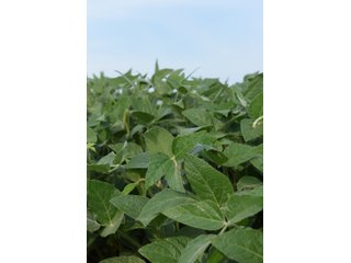 Property photo 102 - LAND AUCTION 736+/- ACRES OFFERED IN 14 TRACTS IN MONTGOMERY COUNTY, ILLINOIS