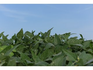 Property photo 103 - LAND AUCTION 736+/- ACRES OFFERED IN 14 TRACTS IN MONTGOMERY COUNTY, ILLINOIS