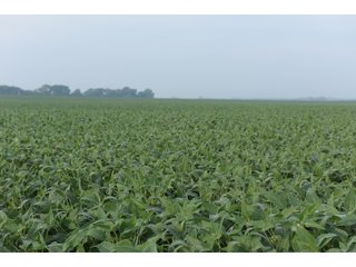 Property photo 105 - LAND AUCTION 736+/- ACRES OFFERED IN 14 TRACTS IN MONTGOMERY COUNTY, ILLINOIS