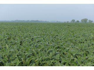 Property photo 106 - LAND AUCTION 736+/- ACRES OFFERED IN 14 TRACTS IN MONTGOMERY COUNTY, ILLINOIS