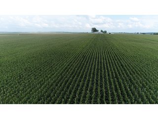 Property photo 16 - LAND AUCTION 736+/- ACRES OFFERED IN 14 TRACTS IN MONTGOMERY COUNTY, ILLINOIS