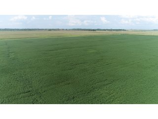 Property photo 49 - LAND AUCTION 736+/- ACRES OFFERED IN 14 TRACTS IN MONTGOMERY COUNTY, ILLINOIS
