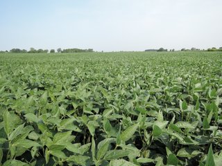 Property photo 2 - LAND AUCTION - 135+/- ACRES OFFERED IN 3 TRACTS IN DELAWARE COUNTY, INDIANA