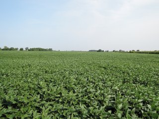 Property photo 3 - LAND AUCTION - 135+/- ACRES OFFERED IN 3 TRACTS IN DELAWARE COUNTY, INDIANA