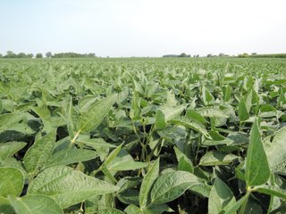 Property photo 4 - LAND AUCTION - 135+/- ACRES OFFERED IN 3 TRACTS IN DELAWARE COUNTY, INDIANA