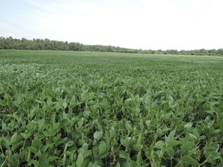 Property photo 5 - LAND AUCTION - 135+/- ACRES OFFERED IN 3 TRACTS IN DELAWARE COUNTY, INDIANA