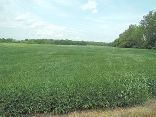 Property photo 7 - LAND AUCTION - 135+/- ACRES OFFERED IN 3 TRACTS IN DELAWARE COUNTY, INDIANA