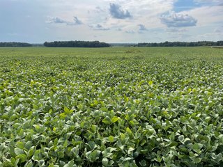Property photo 43 - LAND AUCTION - 429+/- ACRES OFFERED IN 7 TRACTS IN NOBLE COUNTY, INDIANA