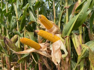Property photo 40 - LAND AUCTION - 429+/- ACRES OFFERED IN 7 TRACTS IN NOBLE COUNTY, INDIANA