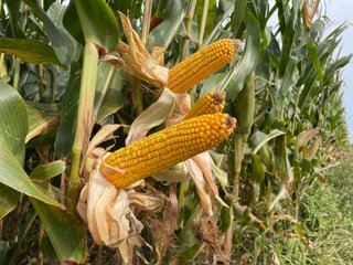 Property photo 39 - LAND AUCTION - 429+/- ACRES OFFERED IN 7 TRACTS IN NOBLE COUNTY, INDIANA