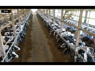 Property photo 15 - SOUTHWEST WISCONSIN DAIRY DISPERSAL - 211+/- ACRES OFFERED IN 5 TRACTS WITH APPROX. 1500 ACRES THAT MAY BE LEASED. 1550 MILKING COWS/225 DRY COWS/1600 HEIFERS