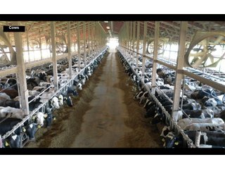 Property photo 16 - SOUTHWEST WISCONSIN DAIRY DISPERSAL - 211+/- ACRES OFFERED IN 5 TRACTS WITH APPROX. 1500 ACRES THAT MAY BE LEASED. 1550 MILKING COWS/225 DRY COWS/1600 HEIFERS