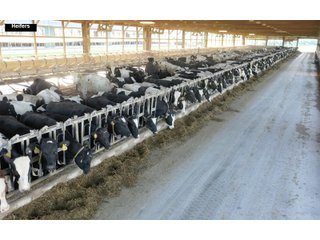 Property photo 17 - SOUTHWEST WISCONSIN DAIRY DISPERSAL - 211+/- ACRES OFFERED IN 5 TRACTS WITH APPROX. 1500 ACRES THAT MAY BE LEASED. 1550 MILKING COWS/225 DRY COWS/1600 HEIFERS