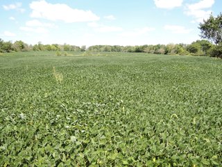 Property photo 35 - LAND AUCTION - 60+/- ACRES OFFERED IN 2 TRACTS IN DELAWARE AND BLACKFORD COUNTY, INDIANA