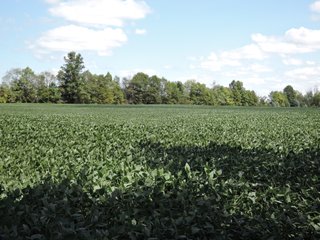 Property photo 41 - LAND AUCTION - 60+/- ACRES OFFERED IN 2 TRACTS IN DELAWARE AND BLACKFORD COUNTY, INDIANA