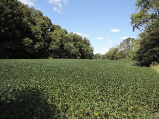 Property photo 43 - LAND AUCTION - 60+/- ACRES OFFERED IN 2 TRACTS IN DELAWARE AND BLACKFORD COUNTY, INDIANA