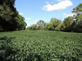 Property photo 44 - LAND AUCTION - 60+/- ACRES OFFERED IN 2 TRACTS IN DELAWARE AND BLACKFORD COUNTY, INDIANA