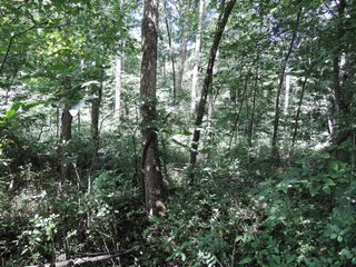 Property photo 45 - LAND AUCTION - 60+/- ACRES OFFERED IN 2 TRACTS IN DELAWARE AND BLACKFORD COUNTY, INDIANA