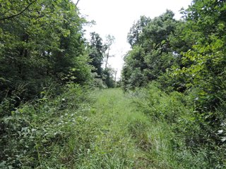 Property photo 46 - LAND AUCTION - 60+/- ACRES OFFERED IN 2 TRACTS IN DELAWARE AND BLACKFORD COUNTY, INDIANA