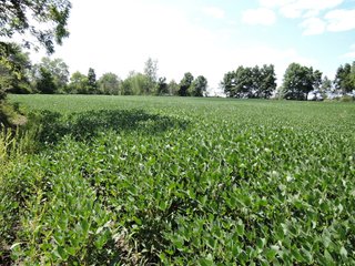 Property photo 48 - LAND AUCTION - 60+/- ACRES OFFERED IN 2 TRACTS IN DELAWARE AND BLACKFORD COUNTY, INDIANA