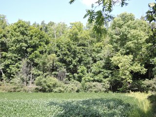 Property photo 49 - LAND AUCTION - 60+/- ACRES OFFERED IN 2 TRACTS IN DELAWARE AND BLACKFORD COUNTY, INDIANA