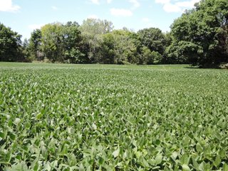 Property photo 32 - LAND AUCTION - 60+/- ACRES OFFERED IN 2 TRACTS IN DELAWARE AND BLACKFORD COUNTY, INDIANA
