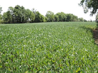 Property photo 42 - LAND AUCTION - 60+/- ACRES OFFERED IN 2 TRACTS IN DELAWARE AND BLACKFORD COUNTY, INDIANA