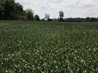 Property photo 31 - LAND AUCTION - 60+/- ACRES OFFERED IN 2 TRACTS IN DELAWARE AND BLACKFORD COUNTY, INDIANA