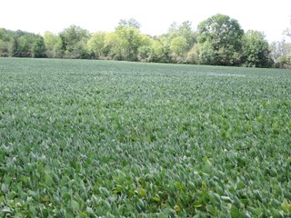 Property photo 30 - LAND AUCTION - 60+/- ACRES OFFERED IN 2 TRACTS IN DELAWARE AND BLACKFORD COUNTY, INDIANA