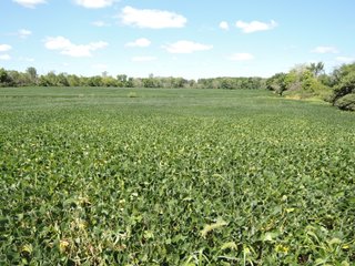 Property photo 28 - LAND AUCTION - 60+/- ACRES OFFERED IN 2 TRACTS IN DELAWARE AND BLACKFORD COUNTY, INDIANA
