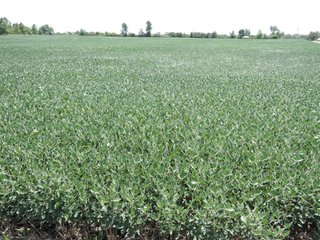 Property photo 24 - LAND AUCTION - 60+/- ACRES OFFERED IN 2 TRACTS IN DELAWARE AND BLACKFORD COUNTY, INDIANA