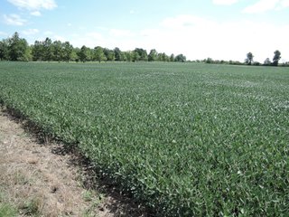 Property photo 23 - LAND AUCTION - 60+/- ACRES OFFERED IN 2 TRACTS IN DELAWARE AND BLACKFORD COUNTY, INDIANA