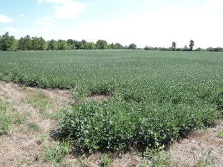 Property photo 19 - LAND AUCTION - 60+/- ACRES OFFERED IN 2 TRACTS IN DELAWARE AND BLACKFORD COUNTY, INDIANA