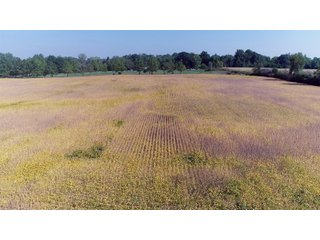 Property photo 18 - LAND AUCTION - 60+/- ACRES OFFERED IN 2 TRACTS IN DELAWARE AND BLACKFORD COUNTY, INDIANA