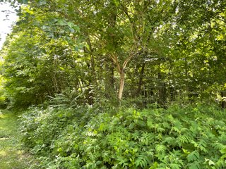 Property photo 7 - LAND AUCTION - 293+/- ACRES OFFERED IN 13 TRACTS IN CARROLL COUNTY, INDIANA