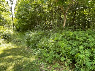 Property photo 8 - LAND AUCTION - 293+/- ACRES OFFERED IN 13 TRACTS IN CARROLL COUNTY, INDIANA