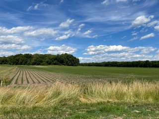 Property photo 25 - LAND AUCTION - 293+/- ACRES OFFERED IN 13 TRACTS IN CARROLL COUNTY, INDIANA
