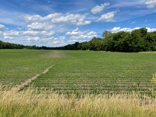 Property photo 29 - LAND AUCTION - 293+/- ACRES OFFERED IN 13 TRACTS IN CARROLL COUNTY, INDIANA