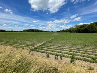 Property photo 30 - LAND AUCTION - 293+/- ACRES OFFERED IN 13 TRACTS IN CARROLL COUNTY, INDIANA