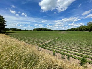 Property photo 31 - LAND AUCTION - 293+/- ACRES OFFERED IN 13 TRACTS IN CARROLL COUNTY, INDIANA