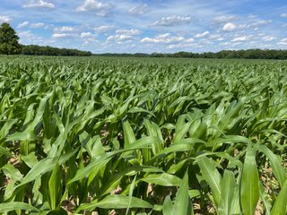 Property photo 65 - LAND AUCTION - 293+/- ACRES OFFERED IN 13 TRACTS IN CARROLL COUNTY, INDIANA