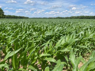 Property photo 66 - LAND AUCTION - 293+/- ACRES OFFERED IN 13 TRACTS IN CARROLL COUNTY, INDIANA