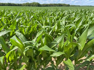 Property photo 70 - LAND AUCTION - 293+/- ACRES OFFERED IN 13 TRACTS IN CARROLL COUNTY, INDIANA