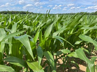 Property photo 71 - LAND AUCTION - 293+/- ACRES OFFERED IN 13 TRACTS IN CARROLL COUNTY, INDIANA
