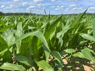 Property photo 72 - LAND AUCTION - 293+/- ACRES OFFERED IN 13 TRACTS IN CARROLL COUNTY, INDIANA